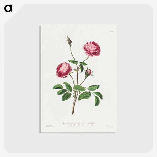 Rosa rubra plena Spinosissima
 - ジョン エドワーズ Postcard.