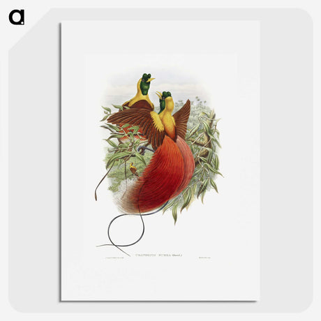 1-10_John-Gould_picture