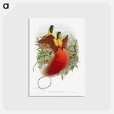 アートポストカード-Loddigesia Mirabilis
 - ジョン グールド Postcard.