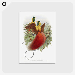 1-10_John-Gould_postcard