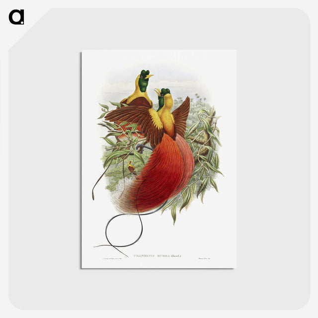 1-10_John-Gould_postcard