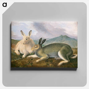 アートパネル-Arctic Hare
 - ジョン ジェームス オーデュボン Canvas.