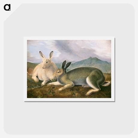 アートポストカード-Arctic Hare
 - ジョン ジェームス オーデュボン Postcard.