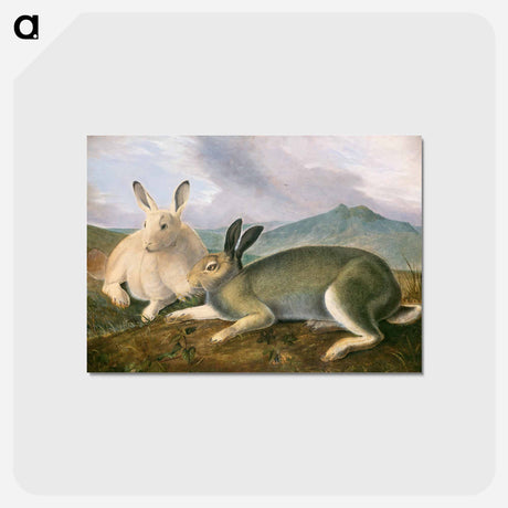 アートポストカード-Arctic Hare
 - ジョン ジェームス オーデュボン Postcard.
