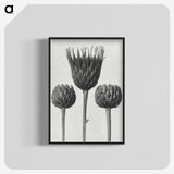 1-10_Karl-Blossfeldt_blk-crop
