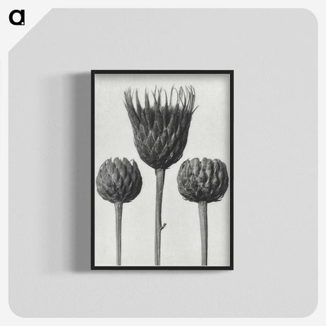 1-10_Karl-Blossfeldt_blk-crop