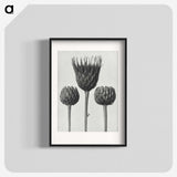 1-10_Karl-Blossfeldt_blk