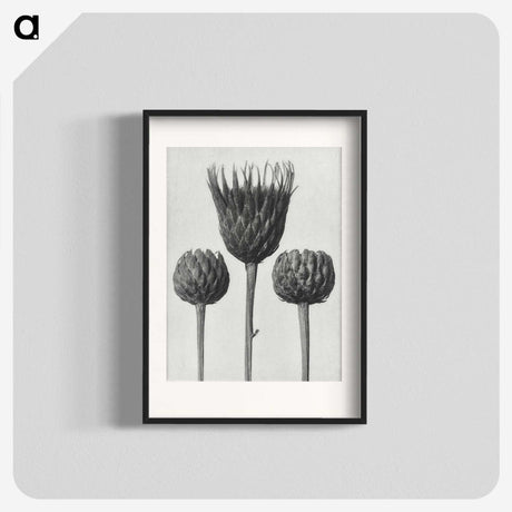 1-10_Karl-Blossfeldt_blk