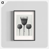 Serratula Nudicaulis - Karl Blossfeldt Poster.