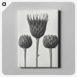 1-10_Karl-Blossfeldt_canvas