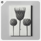 1-10_Karl-Blossfeldt_canvas
