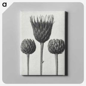 1-10_Karl-Blossfeldt_canvas