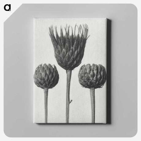 1-10_Karl-Blossfeldt_canvas