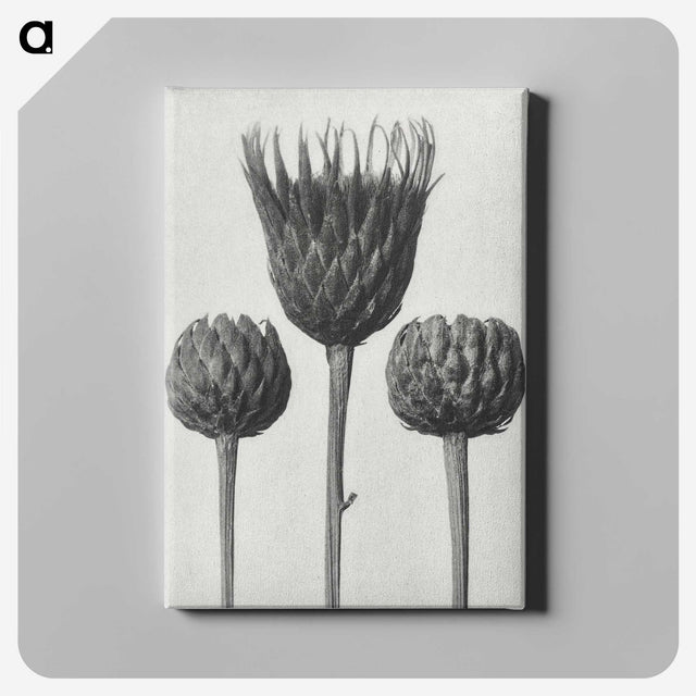 1-10_Karl-Blossfeldt_canvas