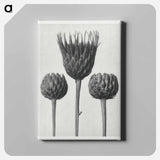 Serratula Nudicaulis - Karl Blossfeldt Canvas.