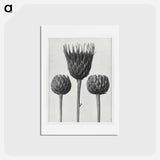 アートポストカード-Serratula Nudicaulis - カール ブロスフェルト Postcard.