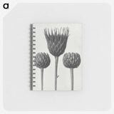 1-10_Karl-Blossfeldt_memo
