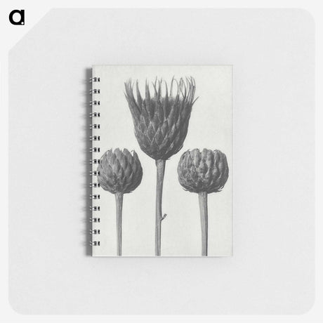 1-10_Karl-Blossfeldt_memo
