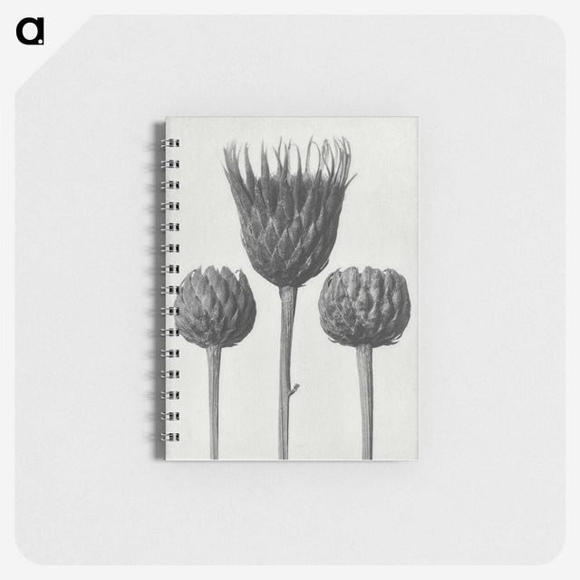 1-10_Karl-Blossfeldt_memo