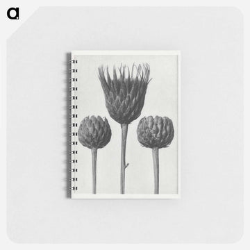 Serratula Nudicaulis - カール ブロスフェルト Memo.