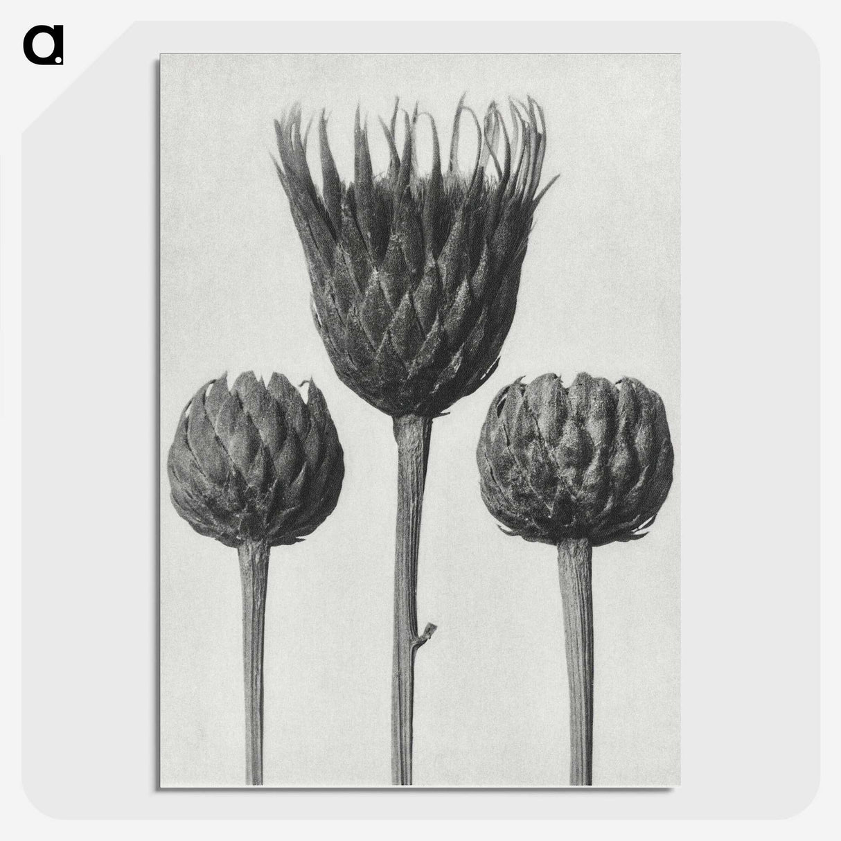 1-10_Karl-Blossfeldt_picture-crop