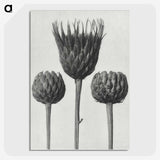 1-10_Karl-Blossfeldt_picture-crop