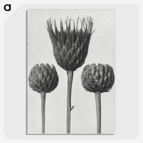 1-10_Karl-Blossfeldt_picture-crop