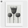 1-10_Karl-Blossfeldt_picture