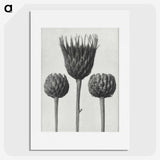 1-10_Karl-Blossfeldt_picture