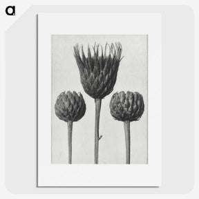 1-10_Karl-Blossfeldt_picture