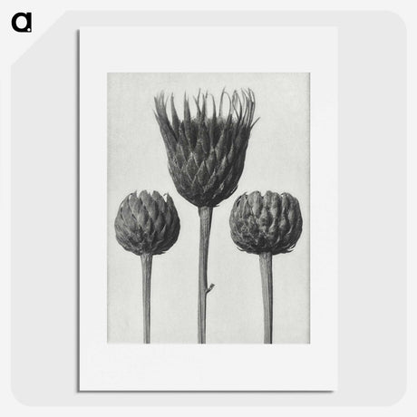 1-10_Karl-Blossfeldt_picture