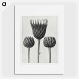 Serratula Nudicaulis - Karl Blossfeldt Poster.