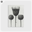 1-10_Karl-Blossfeldt_postcard