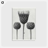 アートポストカード-Serratula Nudicaulis - カール ブロスフェルト Postcard.