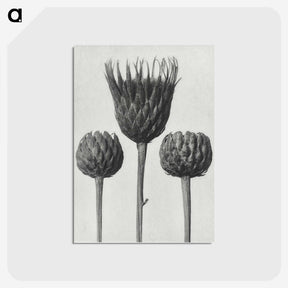 1-10_Karl-Blossfeldt_postcard