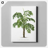 1-10_Les-Palmiers-Histoire-Iconographique_canvas