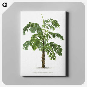 1-10_Les-Palmiers-Histoire-Iconographique_canvas