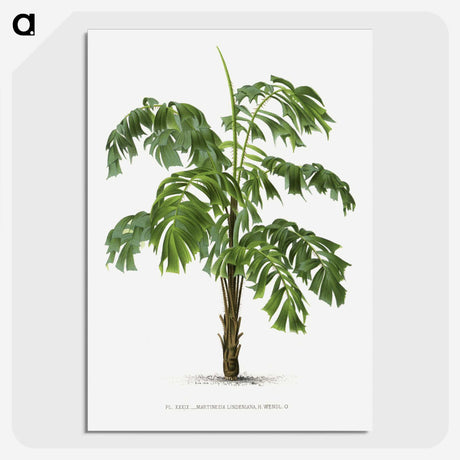1-10_Les-Palmiers-Histoire-Iconographique_picture-crop