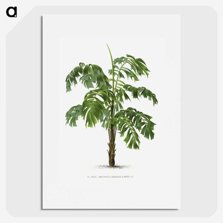 1-10_Les-Palmiers-Histoire-Iconographique_picture