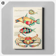 アートパネル-Marine Curiosities of the Indies
 - ルイ ルナール Canvas.