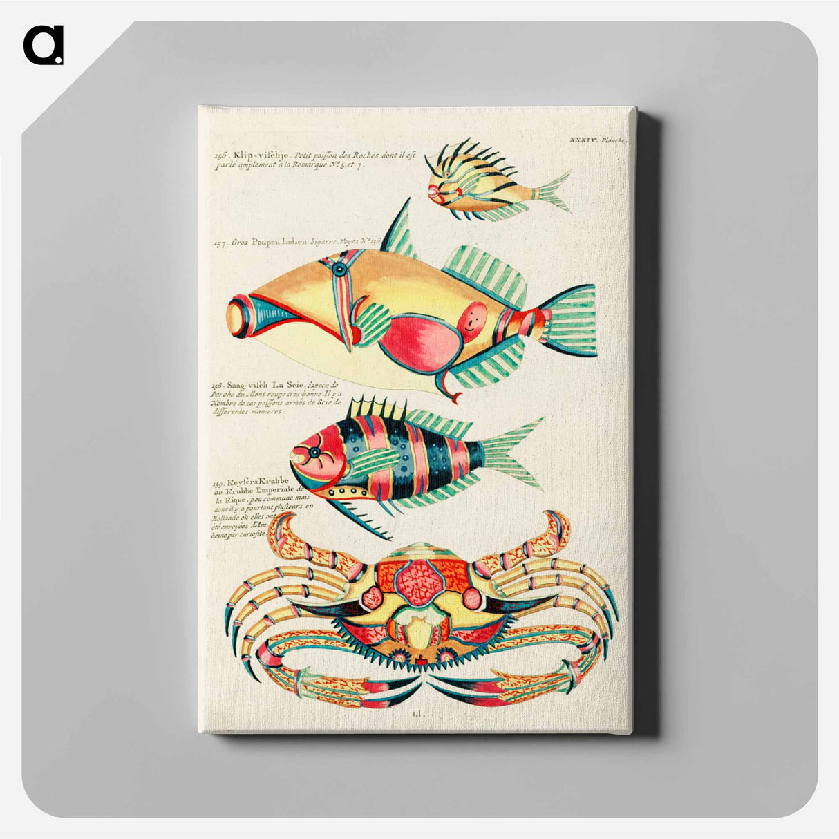 アートパネル-Marine Curiosities of the Indies
 - ルイ ルナール Canvas.