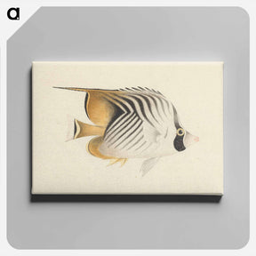 アートパネル-Unidentified Fish
 - ルイージ バルガーニ Canvas.