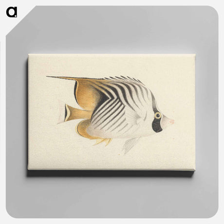 アートパネル-Unidentified Fish
 - ルイージ バルガーニ Canvas.