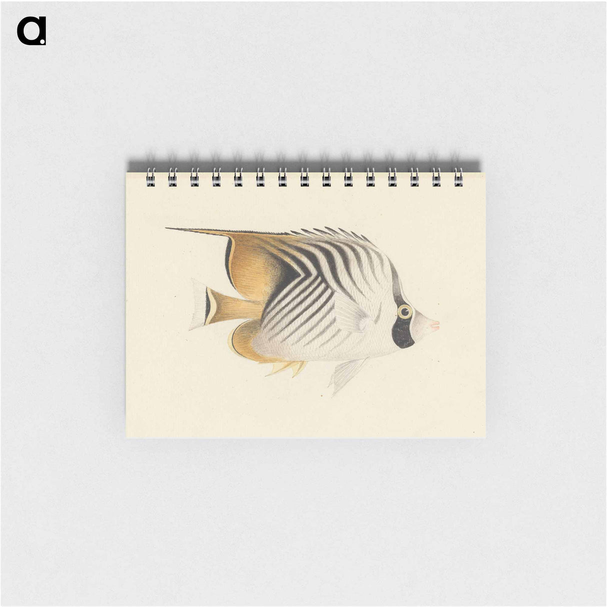 Unidentified Fish
 - ルイージ バルガーニ Memo.