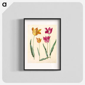 アートポスター-Tulipa Gesneriana
 - マリア ジビーラ メーリアン Poster.