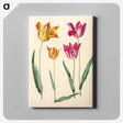 1-10_Maria-Sibylla-Merian_canvas