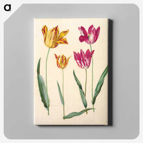 1-10_Maria-Sibylla-Merian_canvas