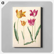 アートパネル-Tulipa Gesneriana
 - マリア ジビーラ メーリアン Canvas.