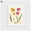 アートポストカード-Tulipa Gesneriana
 - マリア ジビーラ メーリアン Postcard.
