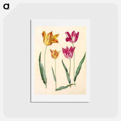 アートポストカード-Tulipa Gesneriana
 - マリア ジビーラ メーリアン Postcard.